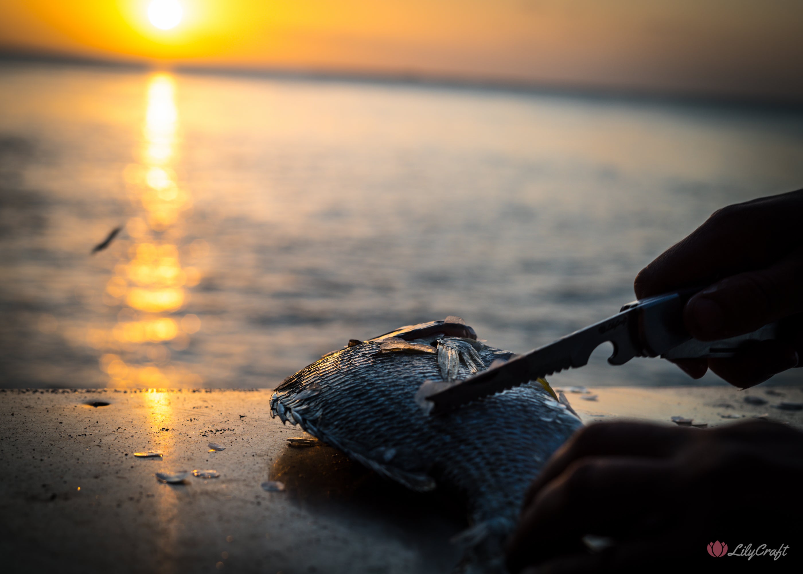 pocket knife with fish descaler